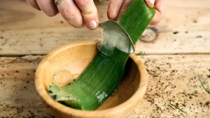 How Often Should You Take Aloe Vera Juice for Hiatus and Diverticulites? How Often Should You Take Aloe Vera Juice for Hiatus and Diverticulites?