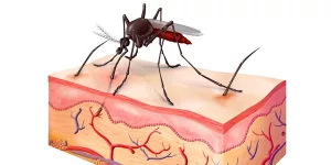 How to Bite a Mosquito Back AI: Smart, Natural Ways To Stop Being Their Snack How to Bite a Mosquito Back AI: Smart, Natural Ways To Stop Being Their Snack