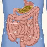 How to Stop Stomach Growling in Class