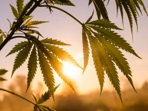 Marijuana Stomach Ulcers: Risks, Research & Practical Tips