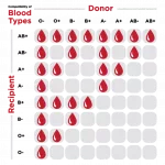 O Negative Blood Type: Why This Tiny Detail Could Actually Save a Life O Negative Blood Type: Why This Tiny Detail Could Actually Save a Life