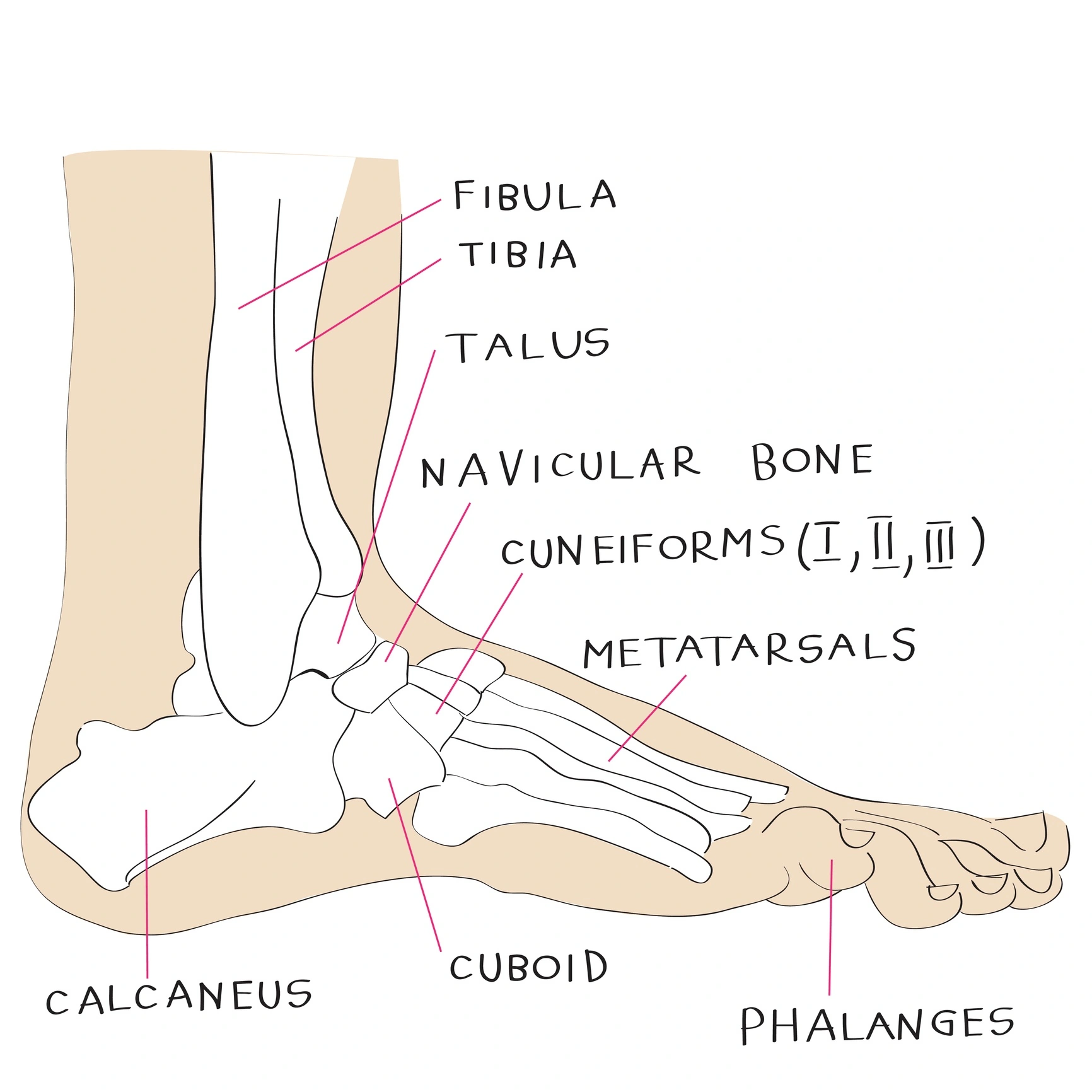Parts of the Foot Diagram: Your Feet, Explained for Real Life