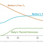 TSH w/Reflex to FT4: Pregnancy Thyroid Test