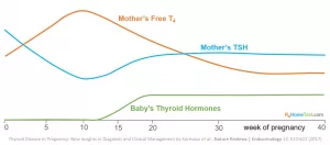 TSH w/Reflex to FT4 Pregnancy: The Thyroid Check No One Told You About TSH w/Reflex to FT4 Pregnancy: The Thyroid Check No One Told You About