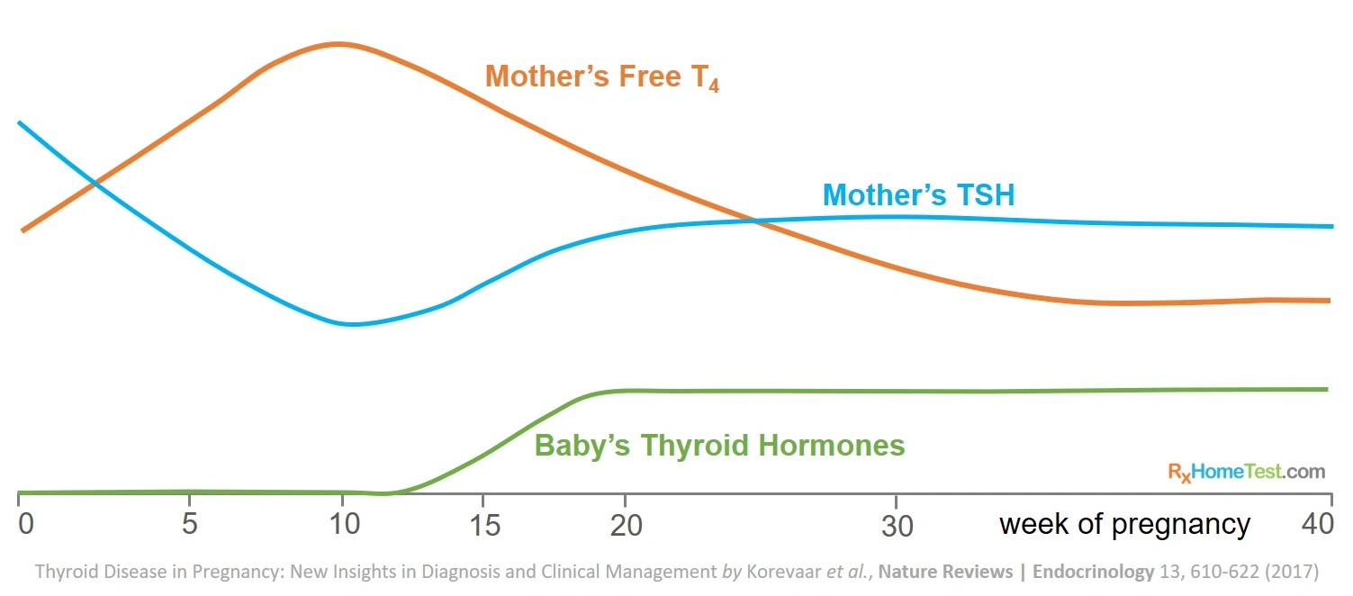 TSH w/Reflex to FT4 Pregnancy: The Thyroid Check No One Told You About