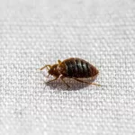 What Does a Bed Bug Look Like? Your Home’s Hidden Hitchhiker What Does a Bed Bug Look Like? Your Home’s Hidden Hitchhiker