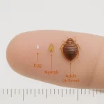 What Does a Bed Bug Look Like to the Human Eye? A Real-Life Guide What Does a Bed Bug Look Like to the Human Eye? A Real-Life Guide