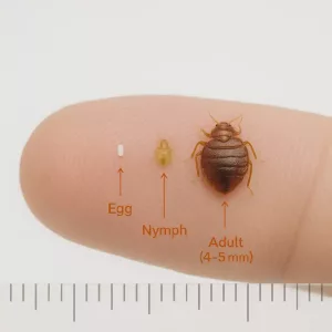 What Does a Bed Bug Look Like to the Human Eye? A Real-Life Guide