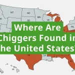 What States Have Chiggers in Winter?
