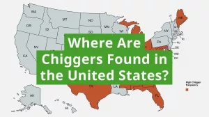 What States Have Chiggers in the Winter? Your Itch-Proof Guide