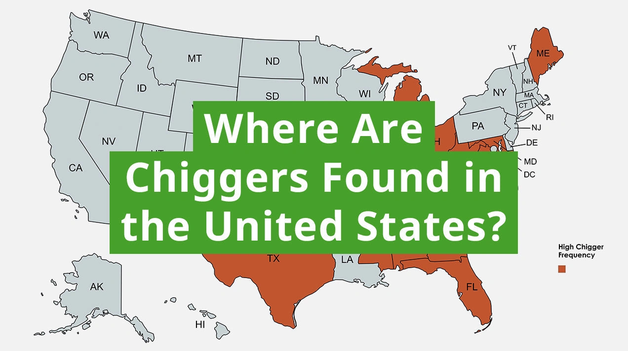 What States Have Chiggers in the Winter? Your Itch-Proof Guide