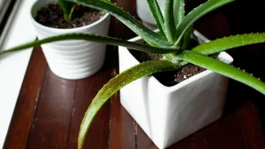 Why Does My Aloe Vera Massage and Lubricant Smell?