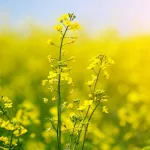 Why is Rapeseed Oil Bad for You? Myths Busted