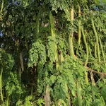 6 Science-Based Health Benefits of Moringa Oleifera