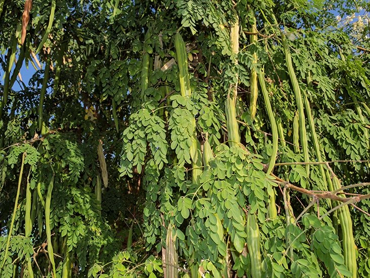 6 Science-Based Health Benefits of Moringa Oleifera