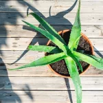 7 Amazing Uses for Aloe Vera