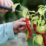 8 benefits of cayenne pepper — key advantages