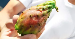 About Prickly Pear Seed Oil Benefits