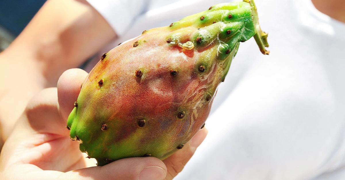 About Prickly Pear Seed Oil