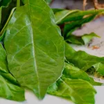 What Is Anamu, and Does It Have Benefits? What Is Anamu, and Does It Have Benefits?