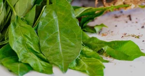 What Is Anamu, and Does It Have Benefits?