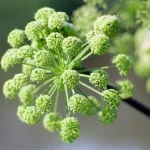 Angelica Root: Benefits, Uses, and Side Effects