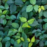 Apple Cider Vinegar For Poison Ivy Relief