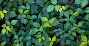 Should You Treat a Poison Ivy Rash with Apple Cider Vinegar?