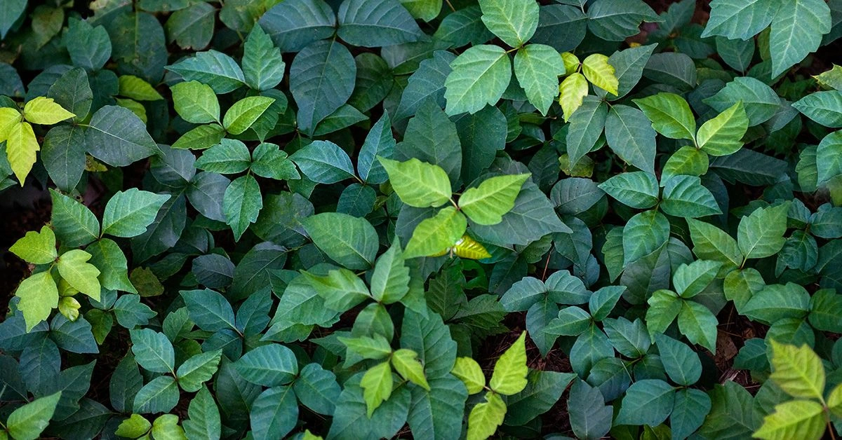 Should You Treat a Poison Ivy Rash with Apple Cider Vinegar?