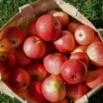Apple Pectin Benefits & Uses