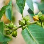 Ashwagandha Dosage for Different Effects Ashwagandha Dosage for Different Effects