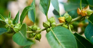 Ashwagandha Dosage Guide — Effective Daily Amounts