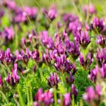 Astragalus: An Ancient Root With Health Benefits