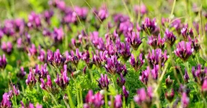 Astragalus Benefits & Uses