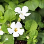 7 Emerging Benefits of Bacopa monnieri (Brahmi)
