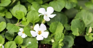 Bacopa Monnieri Benefits: Cognitive & Health Uses