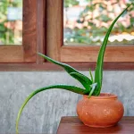 10 Benefits of Using Aloe Vera on Your Face 10 Benefits of Using Aloe Vera on Your Face