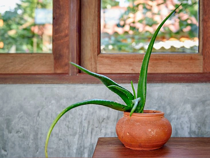 10 Benefits of Using Aloe Vera on Your Face