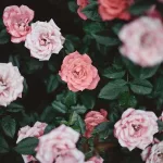 9 Benefits of Using Rosehip Oil on Your Face