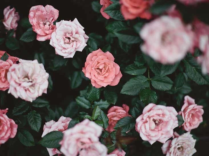 9 Benefits of Using Rosehip Oil on Your Face