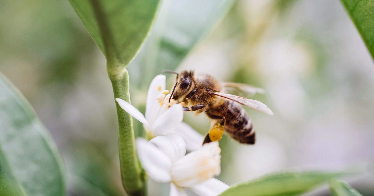 10 Potential Health Benefits of Bee Pollen
