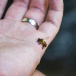 Bee Venom: Does It Have Health Benefits? Bee Venom: Does It Have Health Benefits?