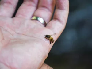 Bee Venom: Does It Have Health Benefits?