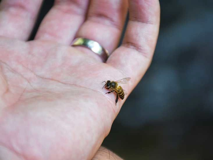 Bee Venom: Does It Have Health Benefits?