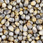 Benefits Of Bajra: Health & Nutrition Perks