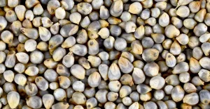 What Is Bajra? All You Need to Know What Is Bajra? All You Need to Know