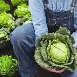 9 Impressive Health Benefits of Cabbage