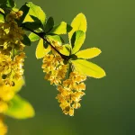 Berberine – A Powerful Supplement With Many Benefits Berberine – A Powerful Supplement With Many Benefits