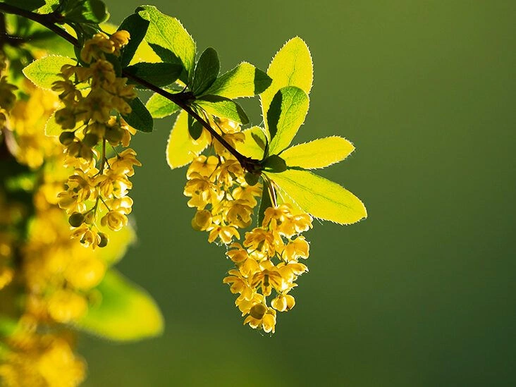 Berberine – A Powerful Supplement With Many Benefits