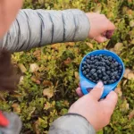 9 Emerging Health Benefits of Bilberries